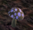 Tillage Mushrooms