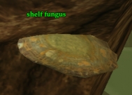 Shelf Fungus (smaller than other fungus)